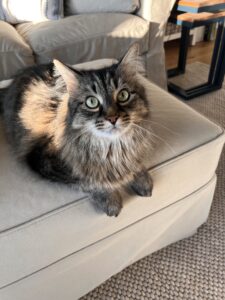Baxter Chief Cat Officer